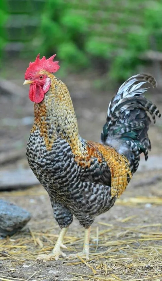 Hình nền con Gà cho điện thoại