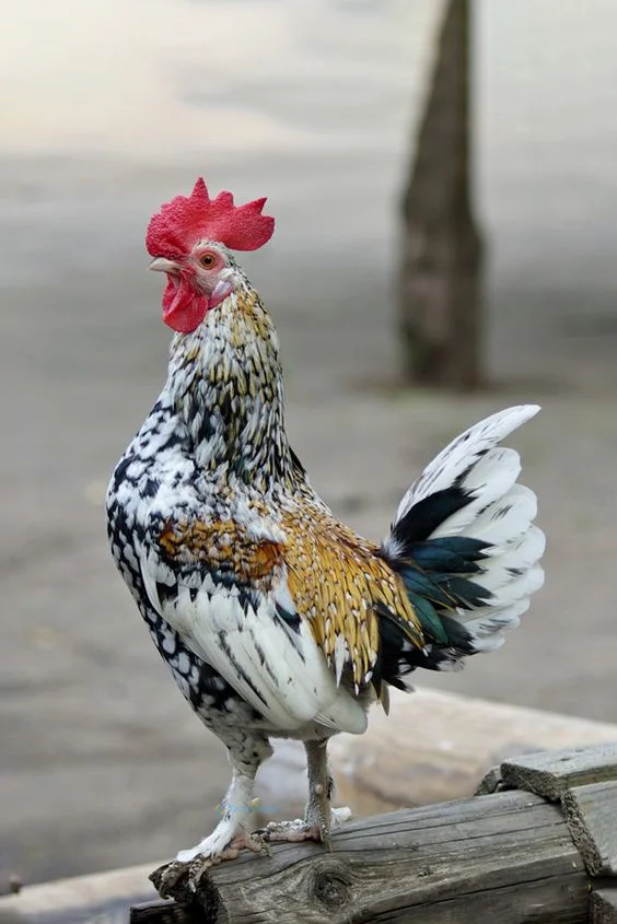 Hình nền con Gà cho điện thoại