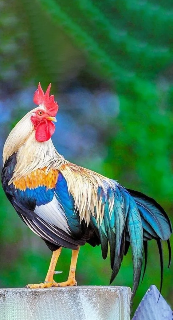 Hình nền con Gà cho điện thoại