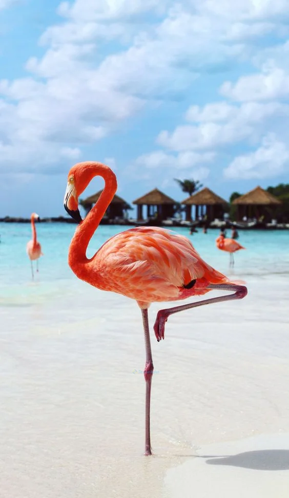 Hình nền con hạc cho điện thoại