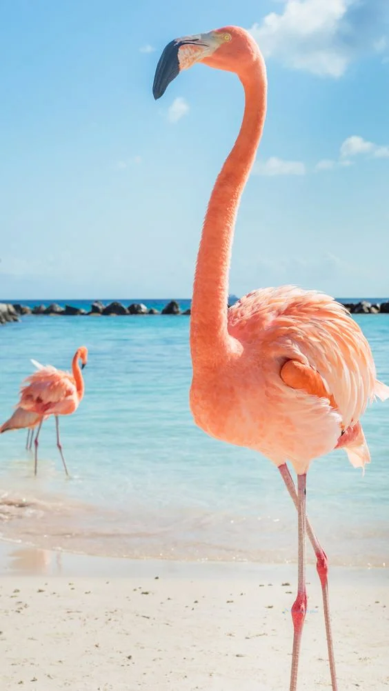 Hình nền con hạc cho điện thoại