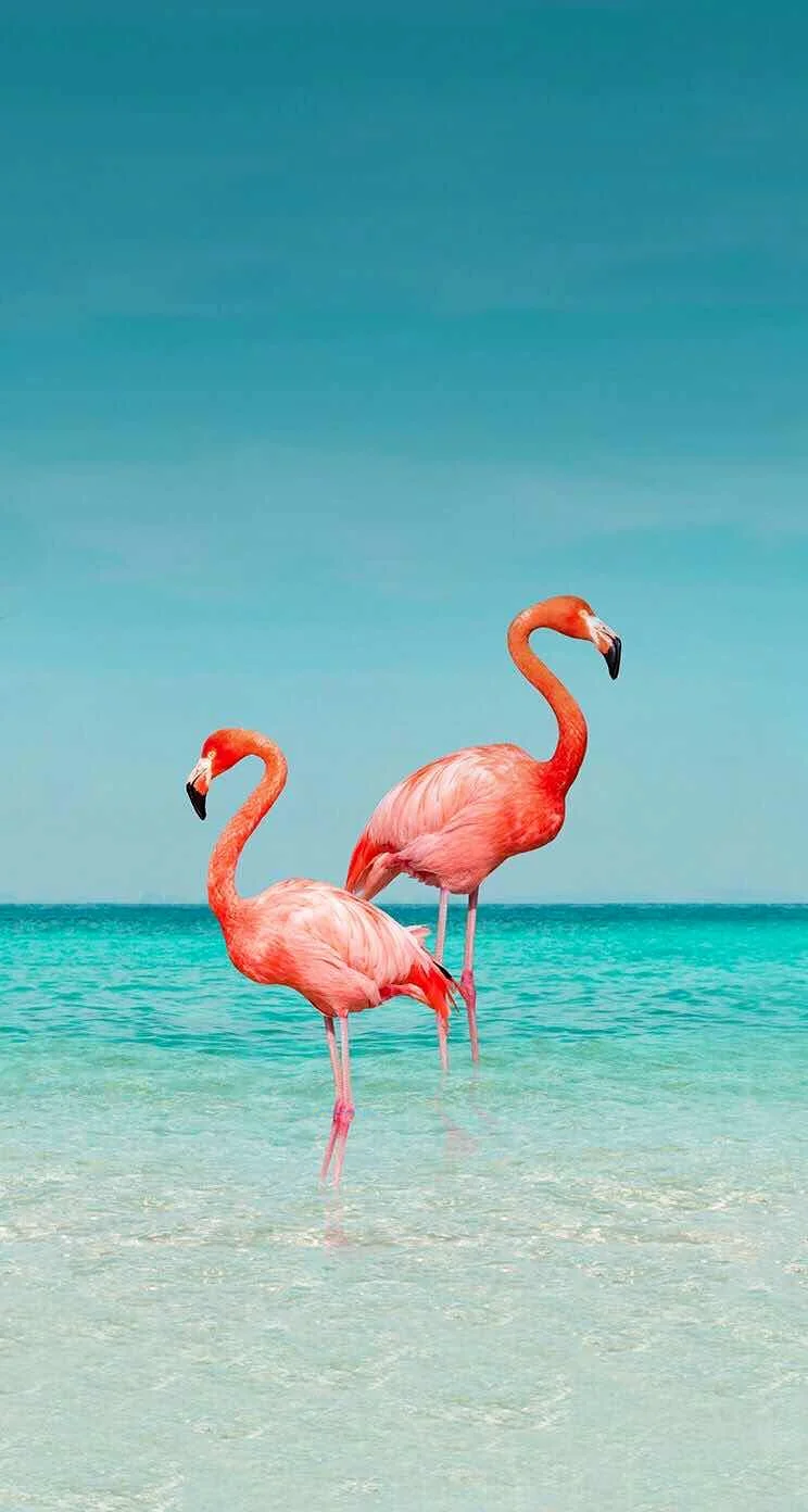 Hình nền con hạc cho điện thoại