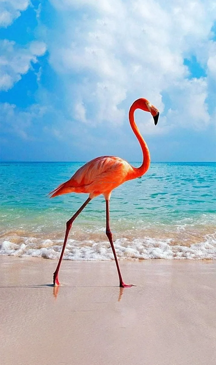 Hình nền con hạc cho điện thoại