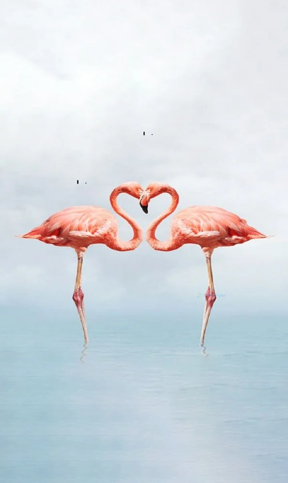 Hình nền con hạc cho điện thoại