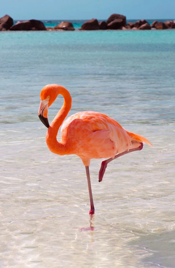 Hình nền con hạc cho điện thoại