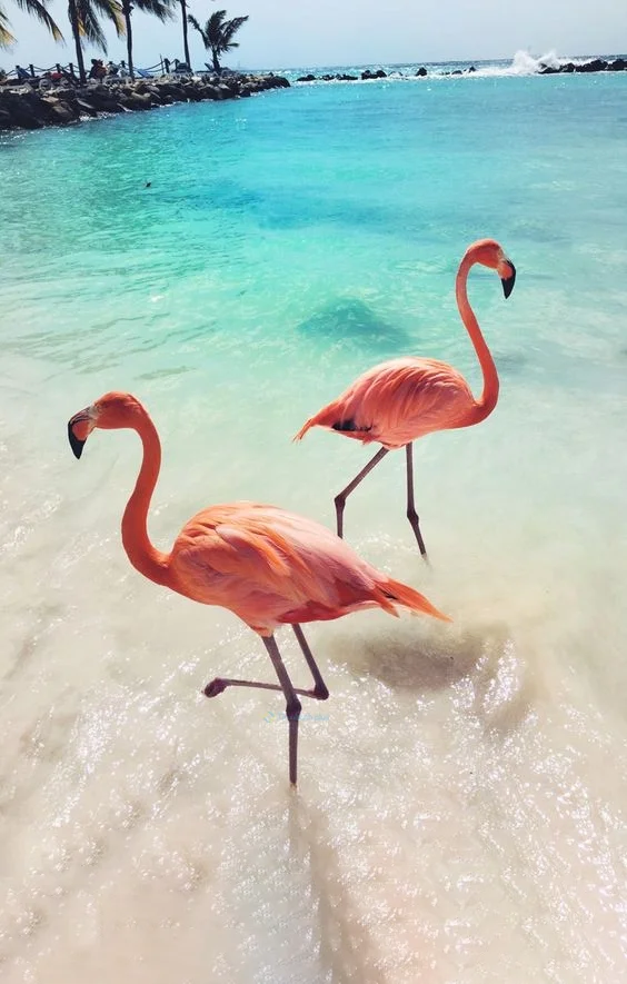 Hình nền con hạc cho điện thoại