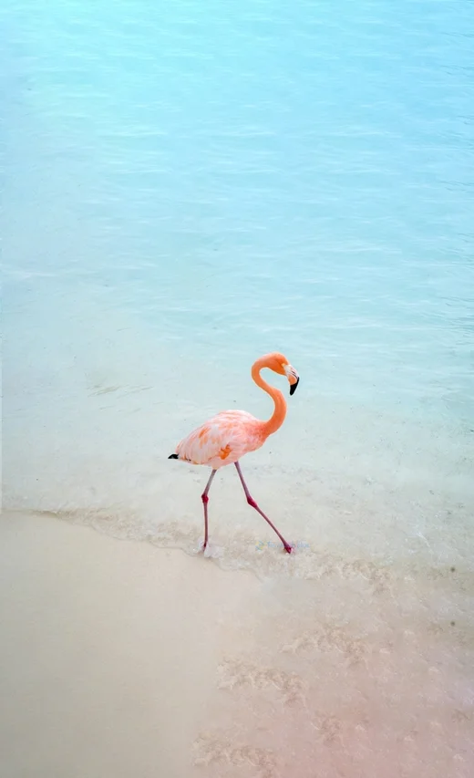 Hình nền con hạc cho điện thoại