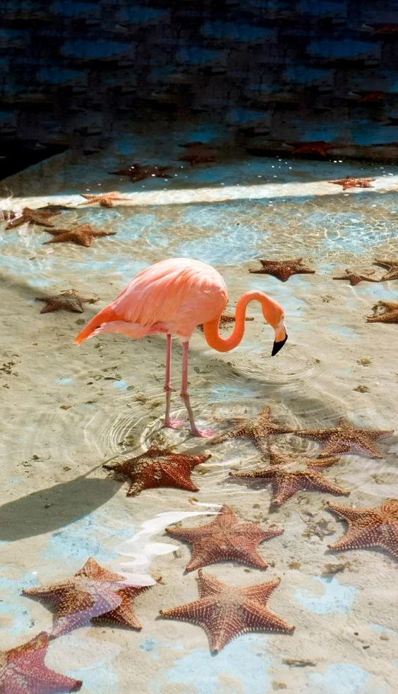 Hình nền con hạc cho điện thoại