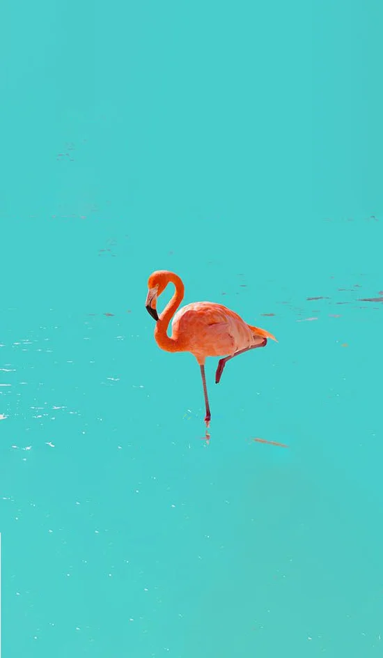 Hình nền con hạc cho điện thoại