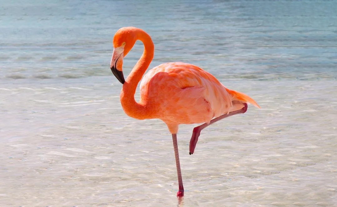 200+ Hình nền con Hạc, con Hạc giấy cho điện thoại