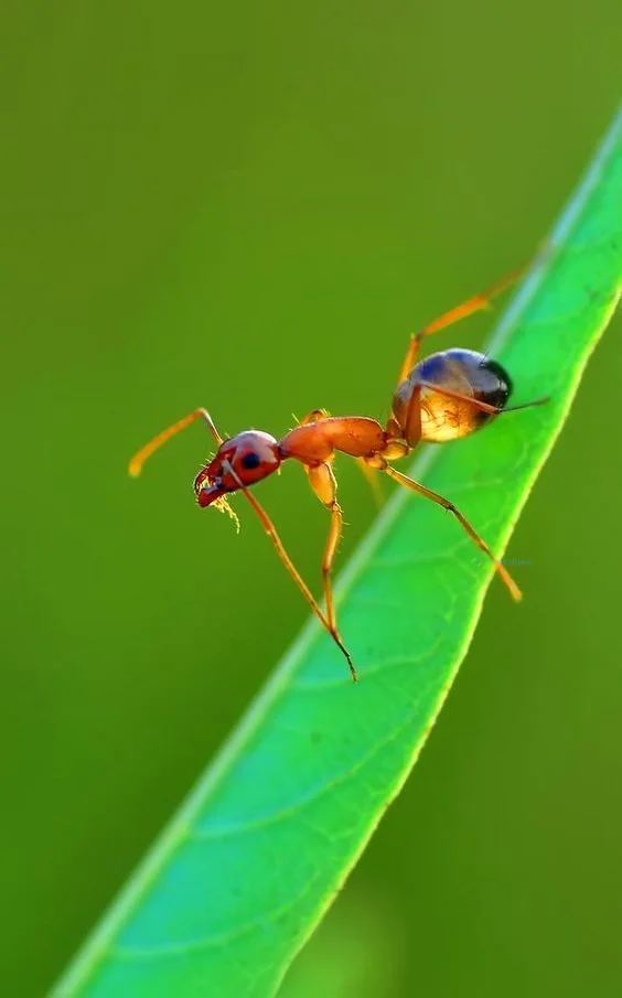 Hình nền con Kiến cho điện thoại