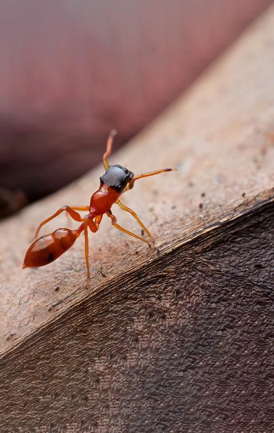 Hình nền con Kiến cho điện thoại