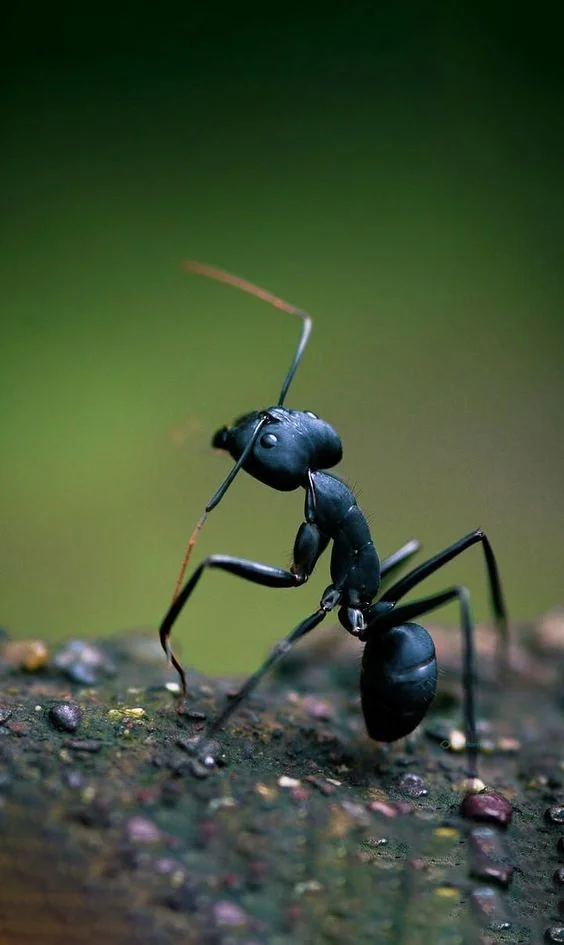 Hình nền con Kiến cho điện thoại