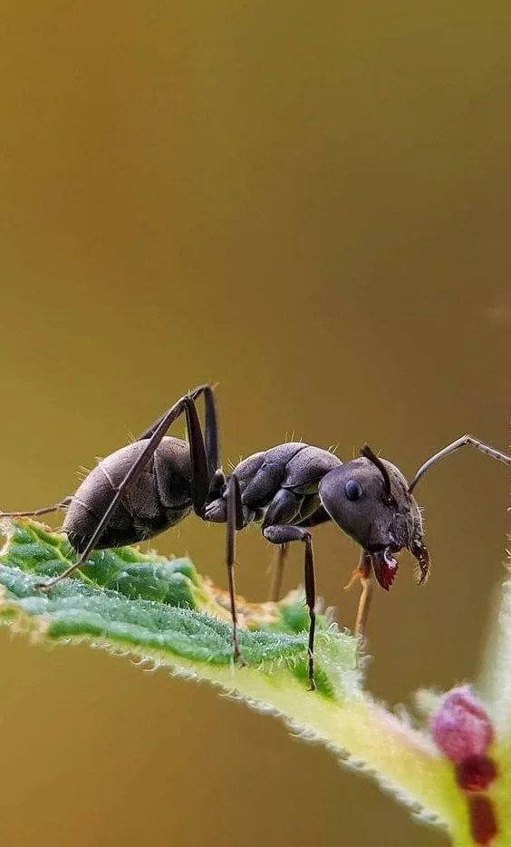 Hình nền con Kiến cho điện thoại