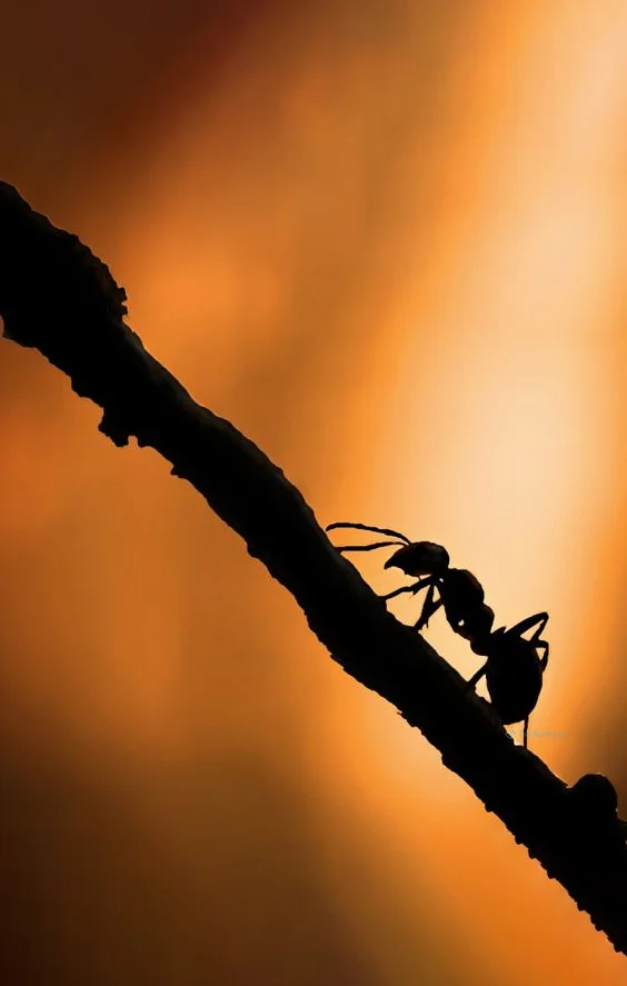 Hình nền con Kiến cho điện thoại