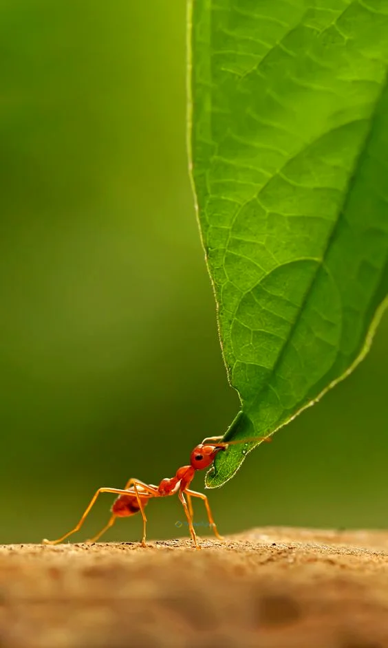 Hình nền con Kiến cho điện thoại