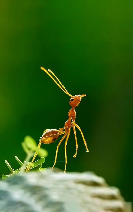 Hình nền con Kiến cho điện thoại