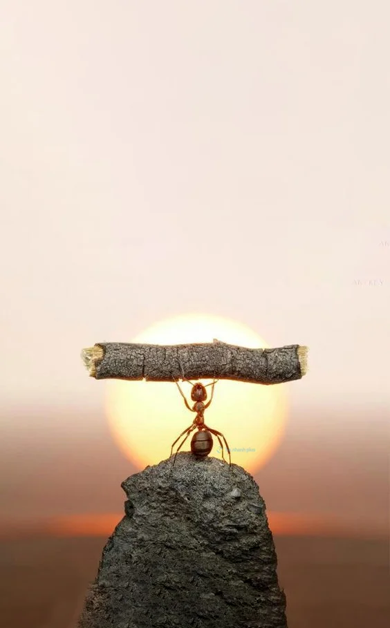 Hình nền con Kiến cho điện thoại