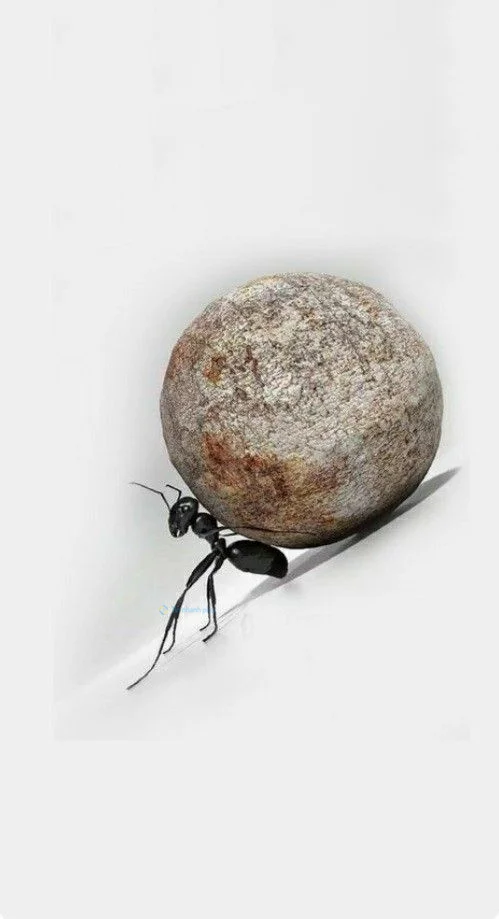 Hình nền con Kiến cho điện thoại