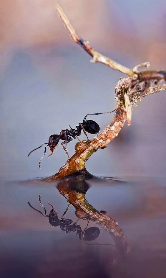 Hình nền con Kiến cho điện thoại