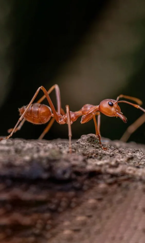 Hình nền con Kiến cho điện thoại