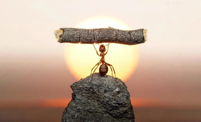 200+ Hình nền con Kiến, con Kiến vàng cho điện thoại