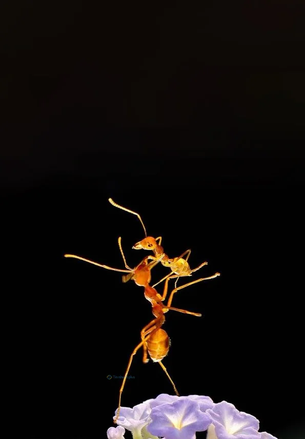 Hình nền con Kiến vàng cho điện thoại