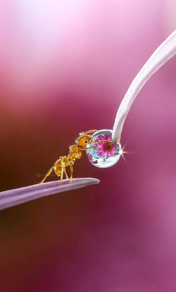 Hình nền con Kiến vàng cho điện thoại