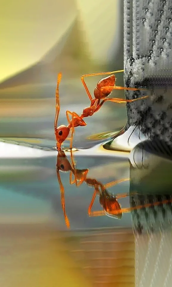Hình nền con Kiến vàng cho điện thoại