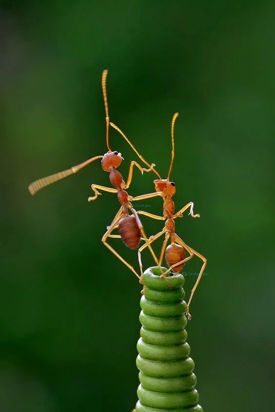 Hình nền con Kiến vàng cho điện thoại