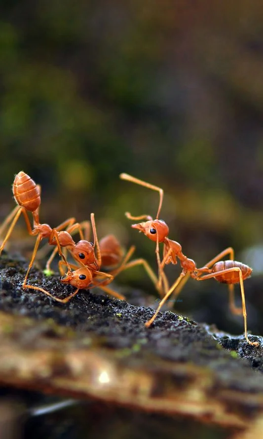 Hình nền con Kiến vàng cho điện thoại