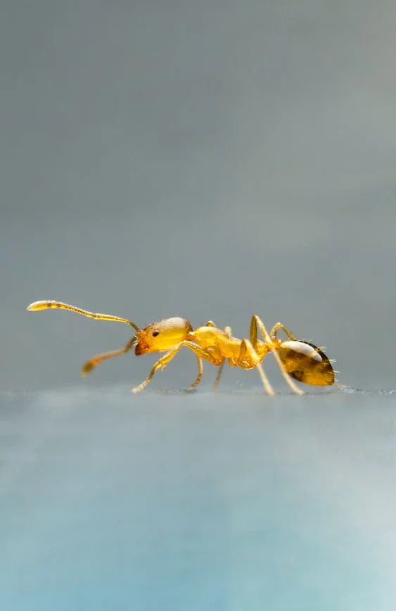 Hình nền con Kiến vàng cho điện thoại