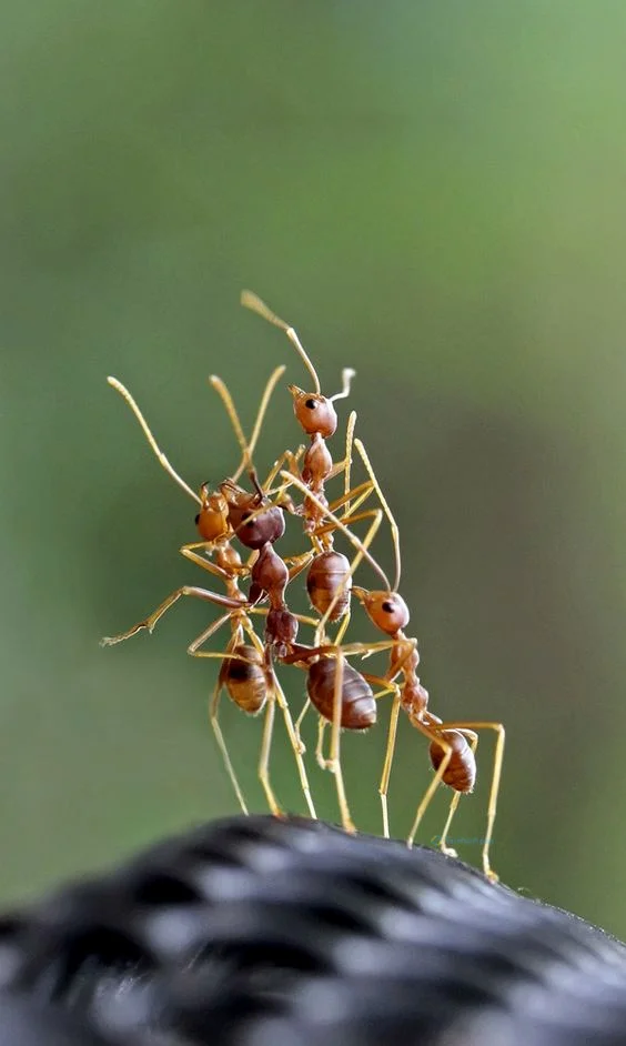 Hình nền con Kiến vàng cho điện thoại