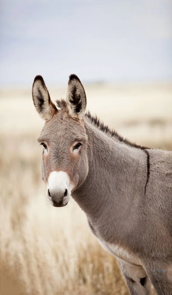 Hình nền con Lừa cho điện thoại