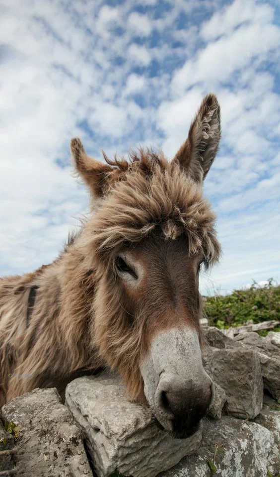 Hình nền con Lừa cho điện thoại