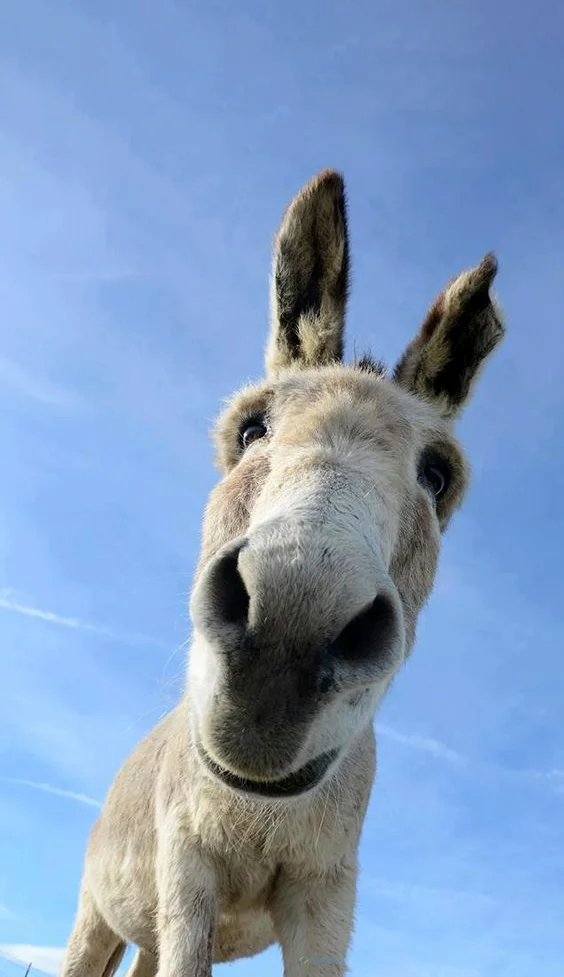 Hình nền con Lừa cho điện thoại