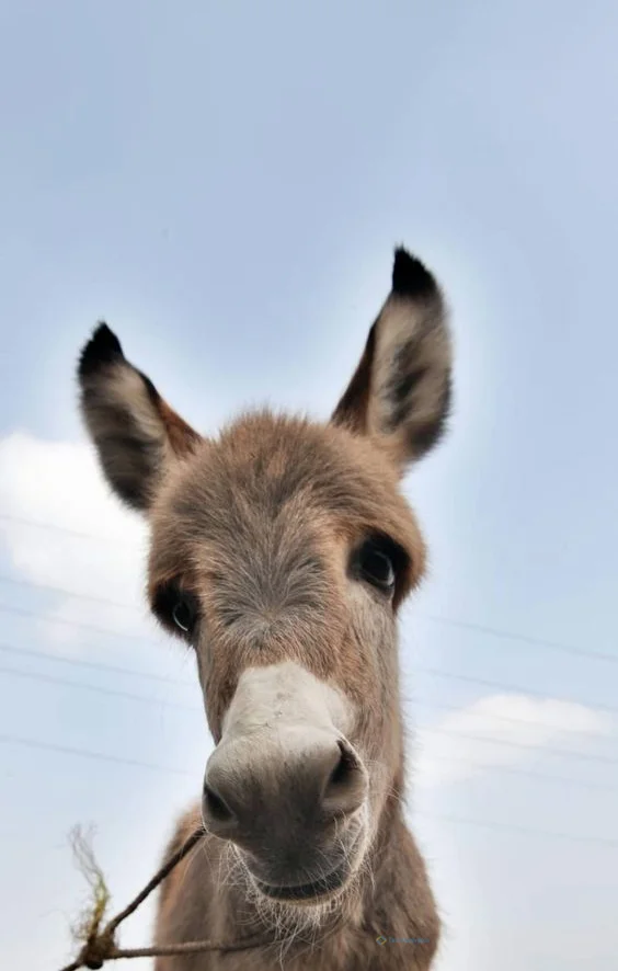 Hình nền con Lừa cho điện thoại