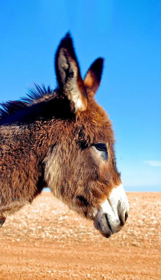 Hình nền con Lừa cho điện thoại