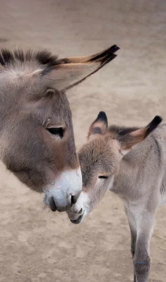 Hình nền con Lừa cho điện thoại