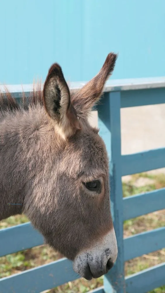 Hình nền con Lừa cho điện thoại