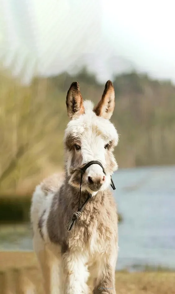 Hình nền con Lừa cho điện thoại