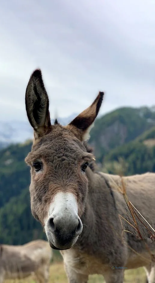 Hình nền con Lừa cho điện thoại