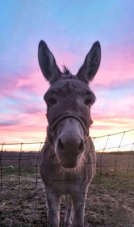 Hình nền con Lừa cho điện thoại