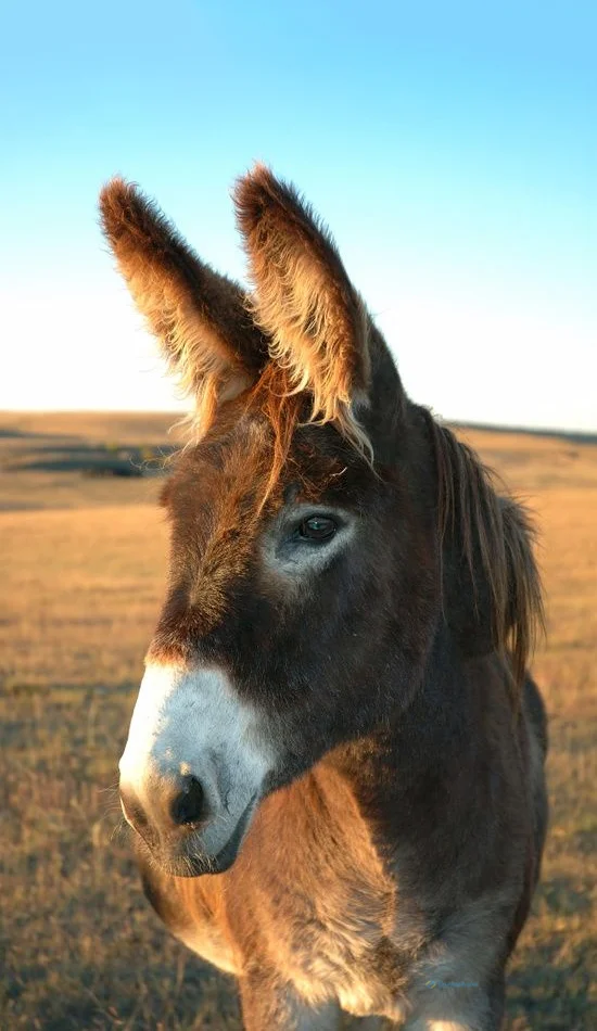 Hình nền con Lừa cho điện thoại