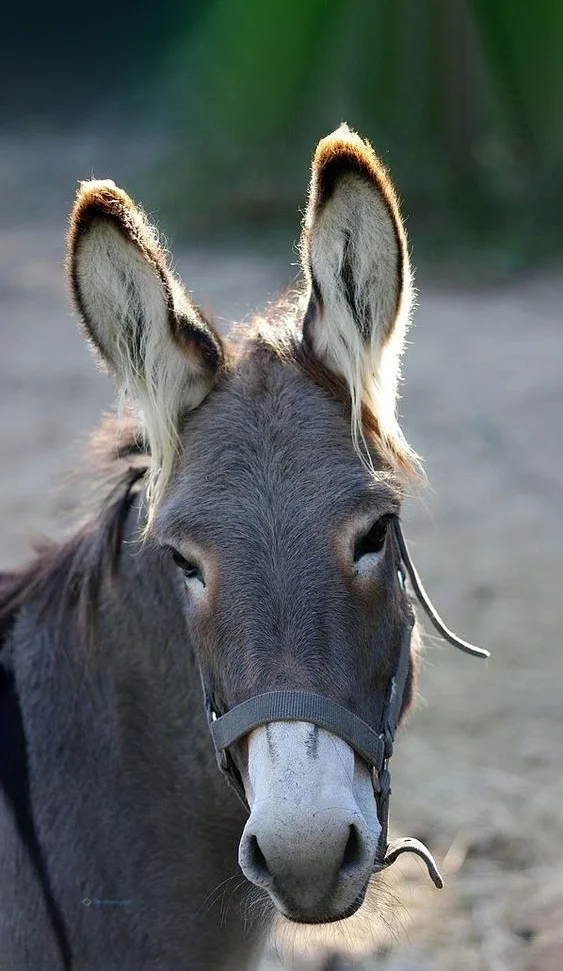 Hình nền con Lừa cho điện thoại