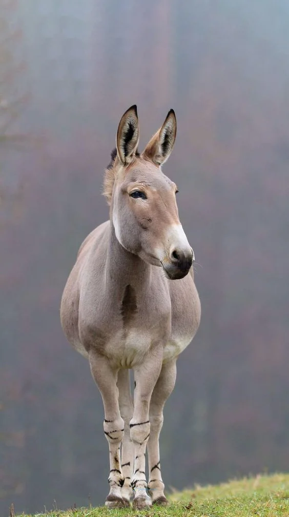 Hình nền con Lừa cho điện thoại