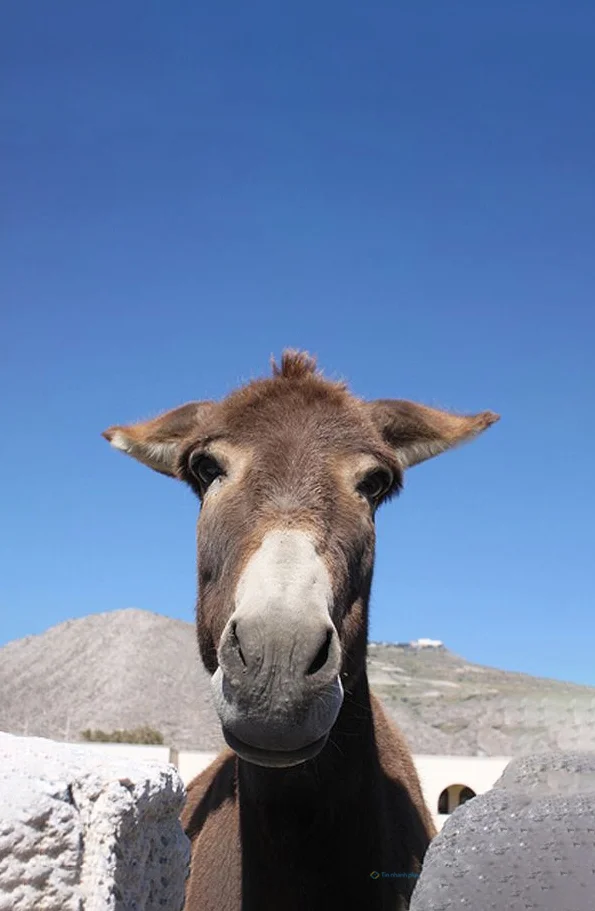 Hình nền con Lừa cho điện thoại