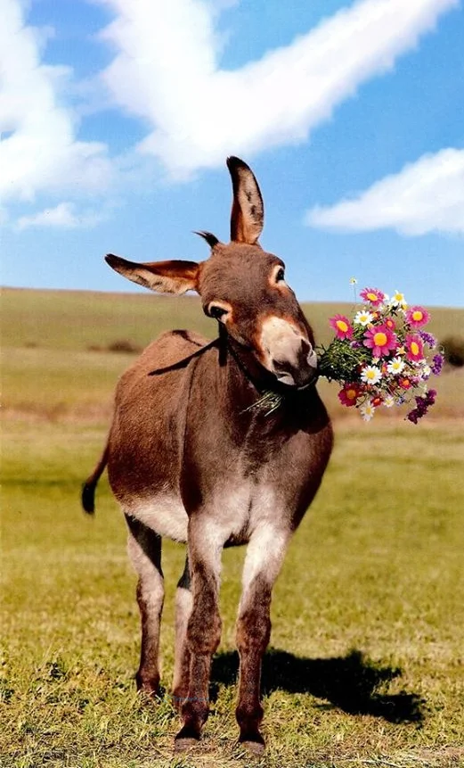 Hình nền con Lừa cho điện thoại