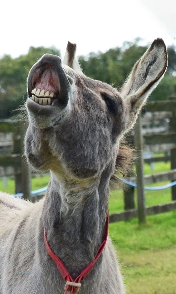 Hình nền con Lừa cười cho điện thoại