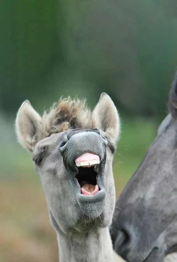 Hình nền con Lừa cười cho điện thoại